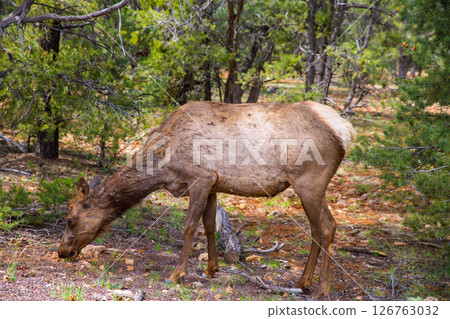 Elk Deer grazing in Arizona Grand Canyon Park Elk Deer grazing in Arizona Grand Canyon Park 126763032