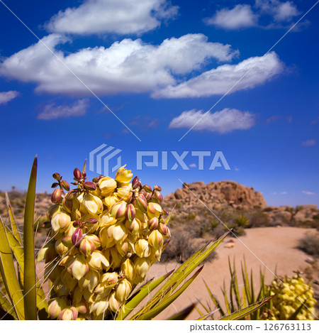 Yucca brevifolia flowers in Joshua Tree National Park Yucca brevifolia flowers in Joshua Tree National Park 126763113