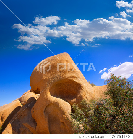 Skull rock in Joshua tree National Park Mohave California 126763120