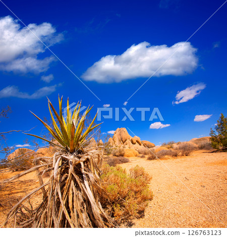 Joshua Tree National Park Yucca Valley in Mohave desert California 126763123