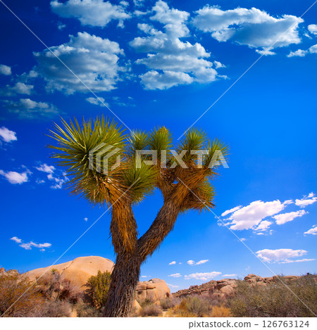 Joshua Tree National Park Yucca Valley California 126763124
