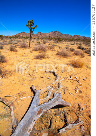 Joshua Tree National Park Yucca Valley Mohave desert California 126763127