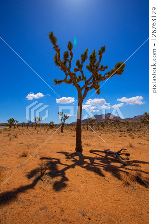 Joshua Tree National Park Yucca Valley Mohave desert California 126763129