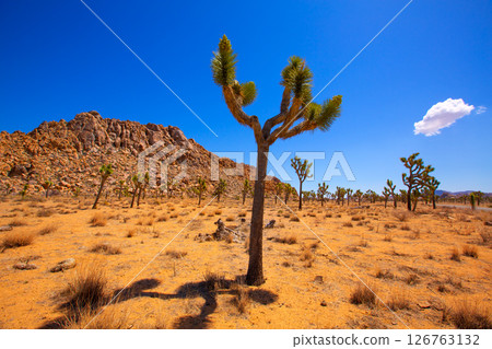 Joshua Tree National Park Yucca Valley Mohave desert California 126763132