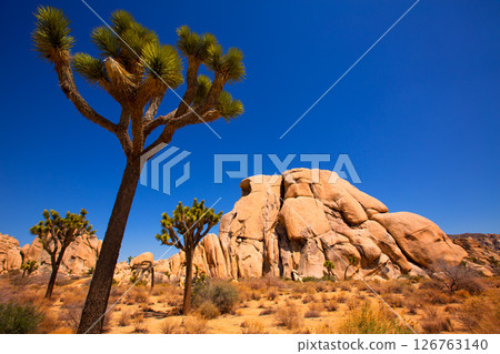 Joshua Tree National Park Yucca Valley Mohave desert California 126763140