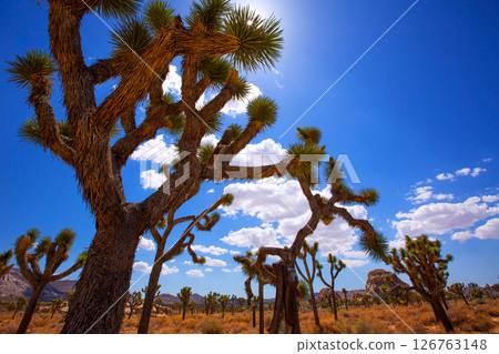 Joshua Tree National Park Yucca Valley Mohave desert California 126763148