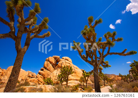 Joshua Tree National Park Yucca Valley Mohave desert California 126763161