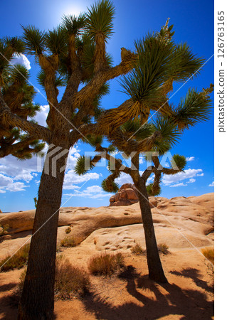 Joshua Tree National Park Yucca Valley Mohave desert California Joshua Tree National Park Yucca Valley Mohave desert California 126763165