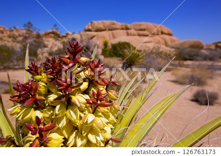 Yucca brevifolia flowers in Joshua Tree National Park 126763173