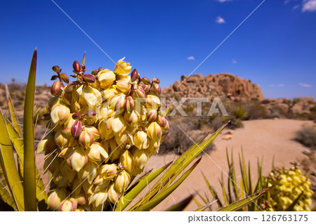 Yucca brevifolia flowers in Joshua Tree National Park 126763175