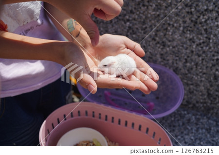 倉鼠 倉鼠 126763215