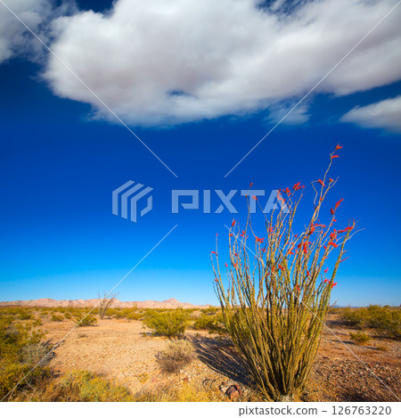 Ocotillo Fouquieria splendens red flowers in Mohave desert Ocotillo Fouquieria splendens red flowers in Mohave desert 126763220