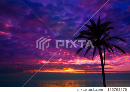 sunset sunrise palm tree over Mediterranean 126763276