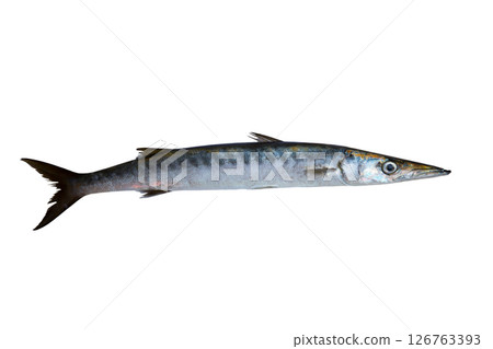 Barracuda fish Sphyraena isolated on white 126763393