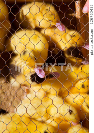 ducklings in yellow and black under wire mesh 126763452