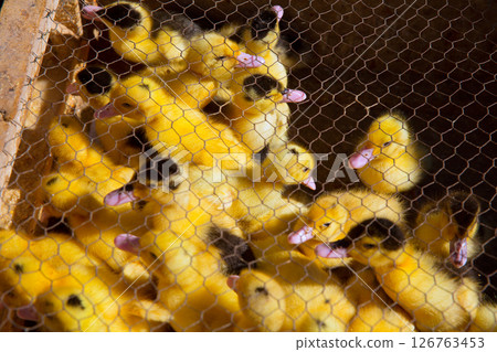 ducklings in yellow and black under wire mesh ducklings in yellow and black under wire mesh 126763453