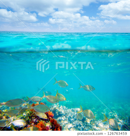 Mediterranean underwater with salema fish school Mediterranean underwater with salema fish school 126763459