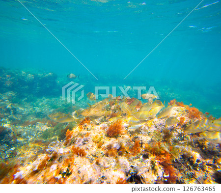 Mediterranean underwater with salema fish school Mediterranean underwater with salema fish school 126763465