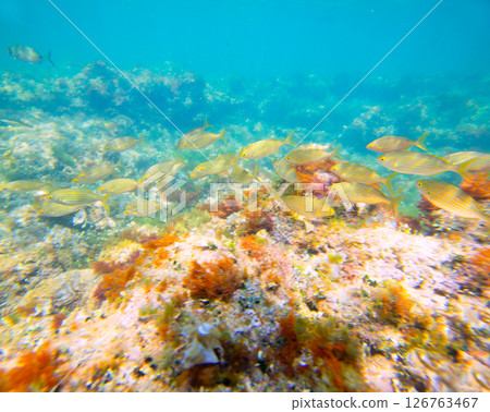 Mediterranean underwater with salema fish school Mediterranean underwater with salema fish school 126763467