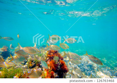 Mediterranean underwater with salema fish school Mediterranean underwater with salema fish school 126763468