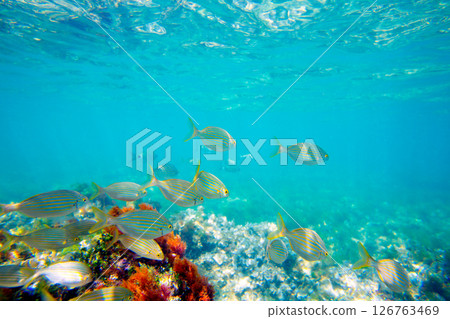Mediterranean underwater with salema fish school Mediterranean underwater with salema fish school 126763469