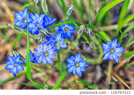 Spring gentian bathed in the spring light 126763522
