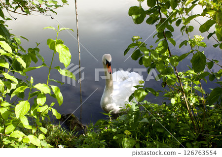 Elegant swan gliding peacefully on tranquil waters surrounded by lush greenery at Inn, Ebbs in Tyrol 126763554