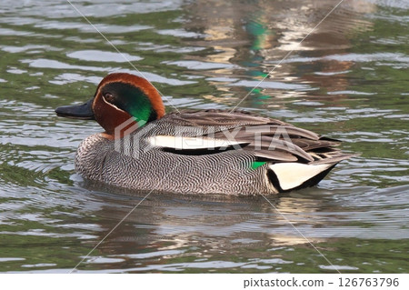 Cogamo 126763796