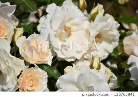 Beautiful Rose 126763941