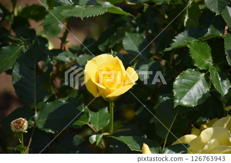 Beautiful Rose Beautiful Rose 126763943