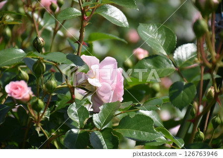 Beautiful Rose 126763946