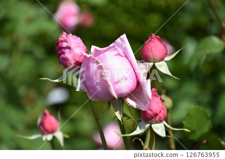 Beautiful Rose 126763955