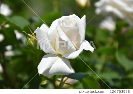 Beautiful Rose Beautiful Rose 126763958