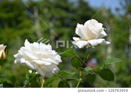 美麗的玫瑰 126763959