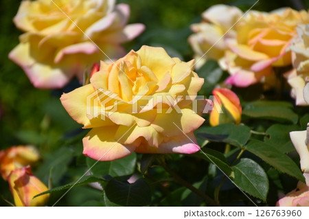 美麗的玫瑰 126763960