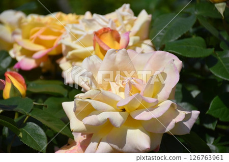 Beautiful Rose 126763961