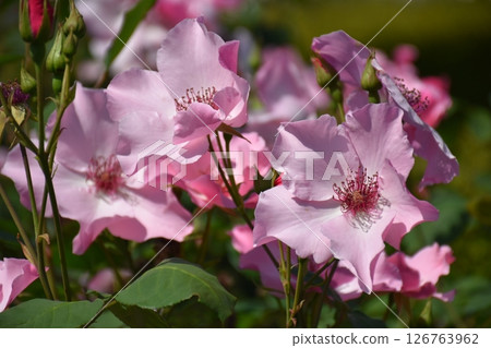 美麗的玫瑰 126763962