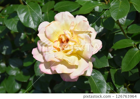 美麗的玫瑰 126763964