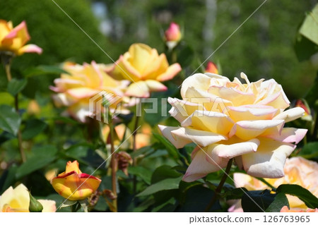 Beautiful Rose 126763965