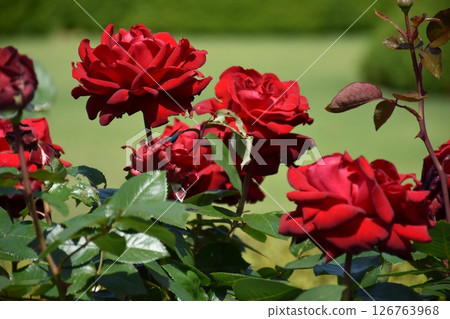 Beautiful Rose Beautiful Rose 126763968