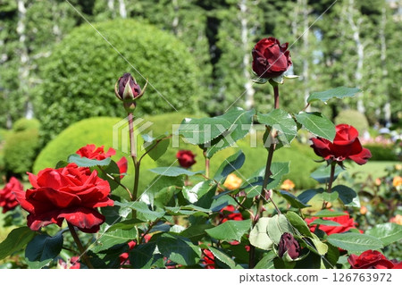 美麗的玫瑰 126763972