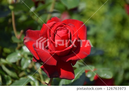 Beautiful Rose 126763973