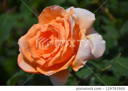 Beautiful Rose Beautiful Rose 126763988