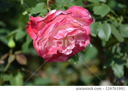 Beautiful Rose 126763991