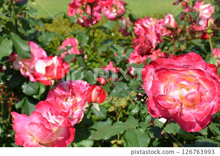 Beautiful Rose Beautiful Rose 126763993