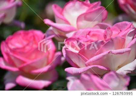 Beautiful Rose Beautiful Rose 126763995