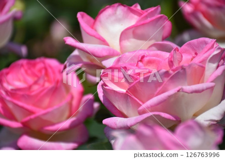美麗的玫瑰 126763996