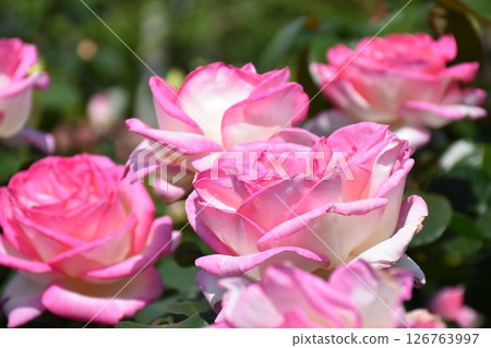 美麗的玫瑰 美麗的玫瑰 126763997