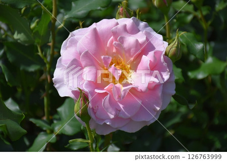 美麗的玫瑰 126763999