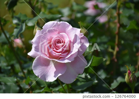 美麗的玫瑰 美麗的玫瑰 126764000